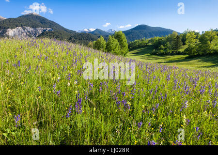 Alvaneu, Schweiz, Europa, Kanton Graubünden, Graubünden, Albula-Tal, Wiese, Alm, Blumenwiese, Wiesen-Salbei Stockfoto