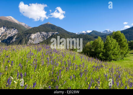 Alvaneu, Schweiz, Europa, Kanton Graubünden, Graubünden, Albula-Tal, Wiese, Alm, Blumenwiese, Wiesen-Salbei Stockfoto