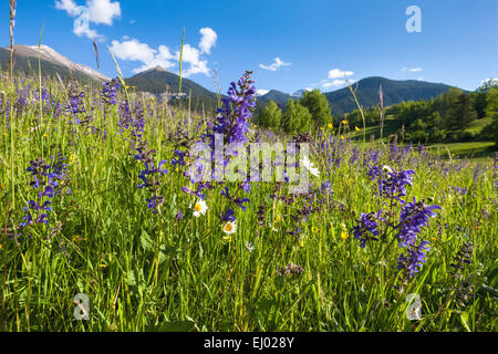 Alvaneu, Schweiz, Europa, Kanton Graubünden, Graubünden, Albula-Tal, Wiese, Alm, Blumenwiese, Wiese Salbei, m Stockfoto