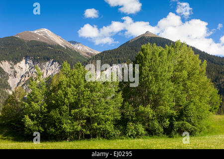 Alvaneu, Schweiz, Europa, Kanton Graubünden, Graubünden, Albula-Tal, Holz, Wald, Stockfoto