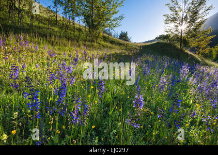 Alvaneu, Schweiz, Europa, Kanton Graubünden, Graubünden, Albula-Tal, Wiese, Alm, Blumenwiese, Wiesen-Salbei Stockfoto