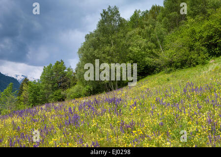 Alvaneu, Schweiz, Europa, Kanton Graubünden, Graubünden, Albula-Tal, Holz, Wald, Wiese, Alm, Blumenwiese Stockfoto