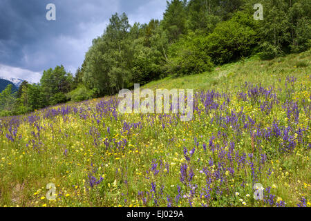 Alvaneu, Schweiz, Europa, Kanton Graubünden, Graubünden, Albula-Tal, Holz, Wald, Wiese, Alm, Blumenwiese Stockfoto