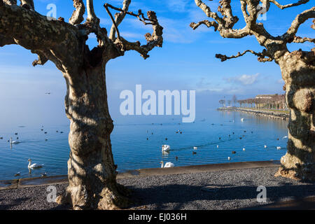 Rapperswil, Schweiz, Europa, Kanton St. Gallen, dem Zürichsee, Bäume, Platanen, Vögel, Schwäne Stockfoto