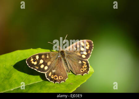 Gesprenkelte Holz Schmetterling – Pararge aegeria Stockfoto