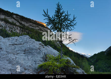 Urwald, Wald, Derborence, Schweiz, Europa, Kanton Wallis, Felsen, Klippe, Lärche, Abendlicht Stockfoto