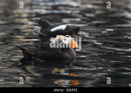 Ein getufteter Papageientaucher in Kenai Fjords Nationalpark, Seward, Alaska, Vereinigte Staaten von Amerika. Stockfoto