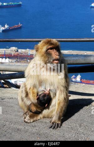 Barbary Affe (Macaca Sylvanus) füttern ihr Baby, Gibraltar, Großbritannien. Stockfoto