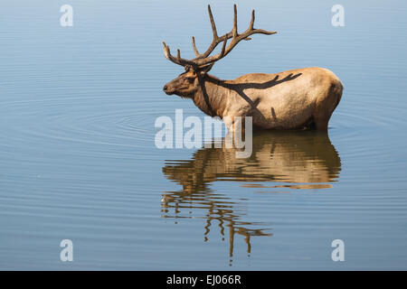 Ein Stier Elch mit einem Bad im Lake Yellowstone, Yellowstone-Nationalpark, Wyoming, Vereinigte Staaten von Amerika. Stockfoto