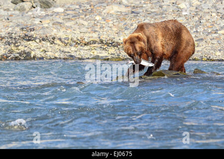 Grizzly Bear Angeln Lachs auf Dayville Road, Valdez, Alaska, Vereinigte Staaten von Amerika. Stockfoto