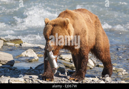 Grizzly Bär mit Lachs auf Dayville Road, Valdez, Alaska, Vereinigte Staaten von Amerika. Stockfoto