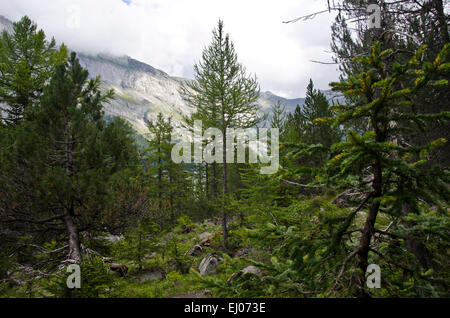 Schweiz, Europa, Wallis, Conthey, Derborence, Holz, Wald, Urwald, Naturschutzgebiet, Nadelwald Stockfoto