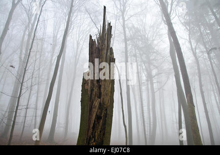 Schweiz, Europa, Baselland, Jura, Laufental, blau, Nenzlingen, Holz, Wald, Buche, Buchenwald, Stamm, Totholz, Nebel, Wint Stockfoto