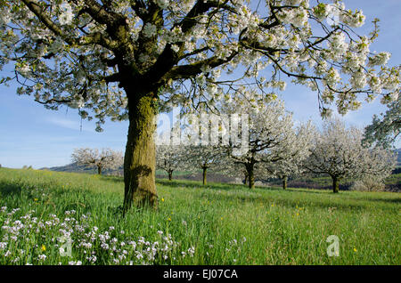 Schweiz, Europa, Baselland, Jura, Laufental, blau, Nenzlingen, Holz, Wald, Buche, Buchenwald, Stamm, Totholz, Nebel, Wint Stockfoto