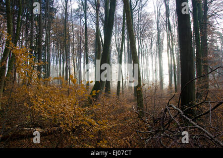 Schweiz, Europa, Baselland, Jura, Laufental, blau, Nenzlingen, Holz, Wald, Buche, Buchenwald, Stamm, Totholz, Winter, c Stockfoto