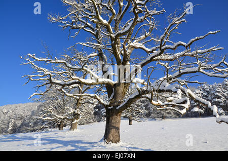 Schweiz, Europa, Baselland, Jura, blau, Nenzlingen, Baum, Eiche, Feld Baum, Winter, Schnee Stockfoto