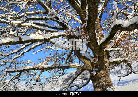 Schweiz, Europa, Baselland, Jura, blau, Nenzlingen, Baum, Eiche, Feld Baum, Winter, Schnee Stockfoto