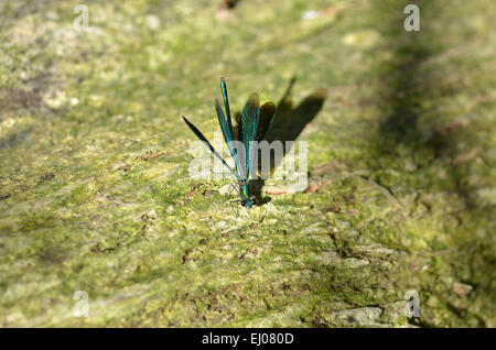 Schweiz, Europa, Jura, gebändert Demoiselle, Libelle, Calopteryx splendens Stockfoto