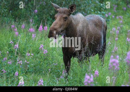 Elch von Sterling Highway, auf der Halbinsel Kenai, Alaska, Vereinigte Staaten von Amerika. Stockfoto