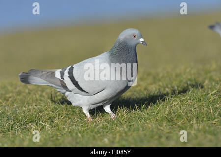 Wilde Taube oder Felsentaube - Columba livia Stockfoto