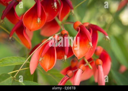 Argentinien, Buenos Aires, Cabalito, Parque Centenario, Centenary Park, roten Blüten der Cockspur Korallenbaum Stockfoto