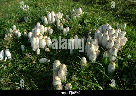 Schweiz, Europa, Jura, Pilze, zottigen Tinte Kappe, Coprinus comatus Stockfoto