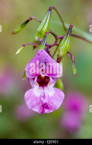 Biene, Blume, Honig, Impatiens Glandulifera, Pflanze, des Polizisten Helm, Schweiz, violett, Natur Stockfoto