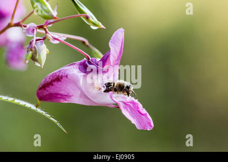 Biene, Blume, Honig, Impatiens Glandulifera, Pflanze, des Polizisten Helm, Schweiz, violett, Natur Stockfoto