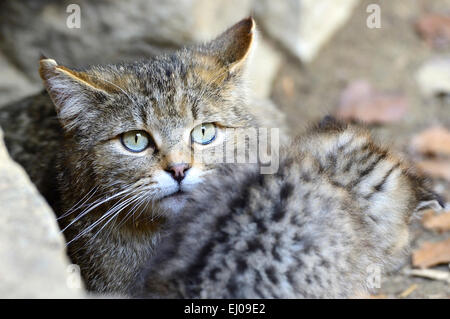 Wildkatze, Tier, Deutschland, Europa, räuberischen Spiel, Räuber, Raubtiere, kleine Katzen, Katzen, Katze, Wildkatzen, Felis Silvestris, Wildca Stockfoto