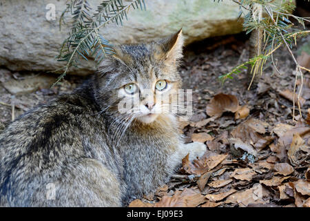 Wildkatze, Tier, Deutschland, Europa, räuberischen Spiel, Räuber, Raubtiere, kleine Katzen, Katzen, Katze, Wildkatzen, Felis Silvestris, Wildca Stockfoto