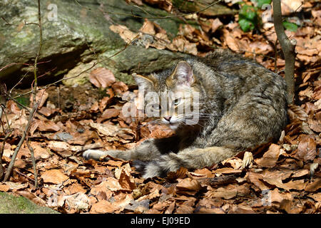 Wildkatze, Tier, Deutschland, Europa, räuberischen Spiel, Räuber, Raubtiere, kleine Katzen, Katzen, Katze, Wildkatzen, Felis Silvestris, Wildca Stockfoto