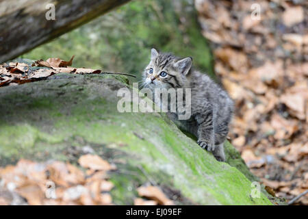 Wildkatze, Tier, Deutschland, Europa, räuberischen Spiel, Räuber, Raubtiere, kleine Katzen, Katzen, Katze, Wildkatzen, Felis Silvestris, Wildca Stockfoto