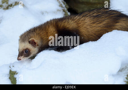 Iltis, Tier, Deutschland, Europa, Mustelidae, Iltissen, europäischen Iltis, Raubtier, nachtaktive Räuber, Mustela Putorius, Fell-Ani Stockfoto