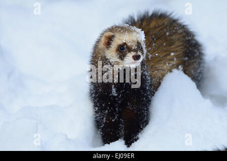 Iltis, Tier, Deutschland, Europa, Mustelidae, Iltissen, europäischen Iltis, Tier, Deutschland, Europa, Raubtier, nachtaktive Raubtier, Stockfoto