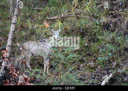 Rehe, Capreolus Capreolus, Rehe, Klauentiere, Wiederkäuer, Holz, Wald, Natur, Wildtier, Tier, Deutschland, Eur Stockfoto