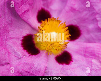 Blume, Blüte, gedeihen, Pflanze, botanischen Park von Kreta, Botanischer Garten, Cistus Purpureus, Flora, Griechenland, Europa, Island, Isl Stockfoto