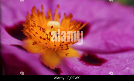 Blume, Blüte, gedeihen, Pflanze, botanischen Park von Kreta, Botanischer Garten, Cistus Purpureus, Flora, Griechenland, Europa, Island, Isl Stockfoto