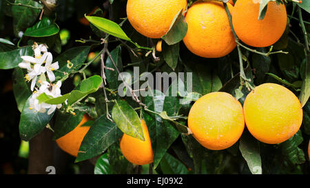 Blühen, gedeihen, botanischen Park von Kreta, Botanischer Garten, Citrus Sinensis, Obst, Europa, Griechenland, Insel, Insel Kreta, Medite Stockfoto