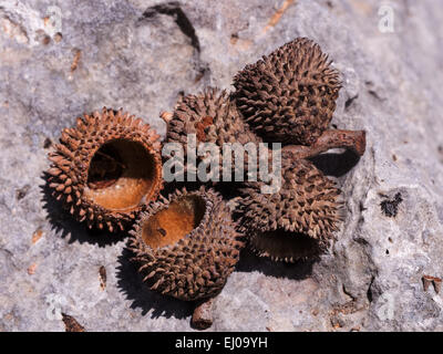 Baum, Pflanzen Buche, Eiche, Cupule, Saatgut Kopf, Kermes-Eiche, Laub Baum, Quercus coccifera Stockfoto