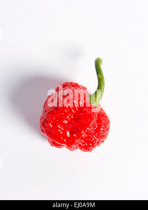 Rück. Die Clifton Chilli Club aus Bristol treffen in Dovercourt Kleingärten - A 7 Pot (Pod) Habanero. Stockfoto