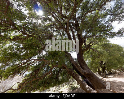 Baum, Eiche, Grove, Riese, Kermes-Eiche, Kreta, Laub Baum, Hartholz, Psiloritis, Quercus Coccifera, Sonne Stockfoto