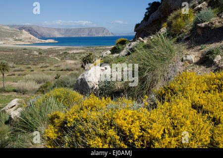 Spanien, Cabo de Gata, Naturschutzgebiet, Almeria, Rodalquilar, Küste, Mittelmeer, Playazo, Bucht, Besen, Frühling Stockfoto