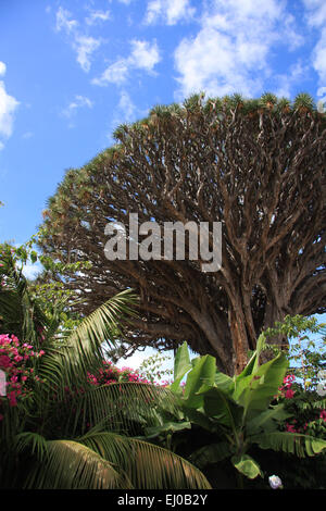 Spanien, Europa, Teneriffa, Kanarische Inseln, Icod de lose, Vinos, Drago Milenario, Baum, Drachenbaum, Dracaena Draco, Stockfoto