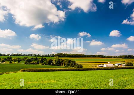 Sommer auf sanften Hügeln und Feldern im ländlichen York County, Pennsylvania. Stockfoto