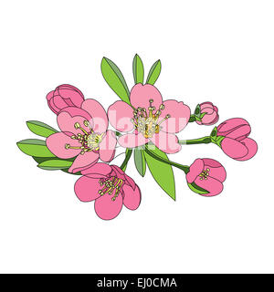 Blumen-Obstbaum - Apfel, Kirsche oder apr Stockfoto