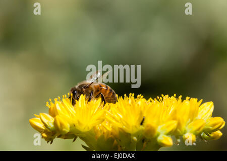 Europäische Biene auf gelber Mauerpfeffer Blumen. Stockfoto