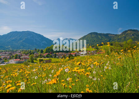 Europa, Deutschland, Bayern, Bayern, Oberbayern, Ruhpolding, Chiemgau, Panorama, Berge, Alpen, Berge, Blumen, Wiese, Stockfoto