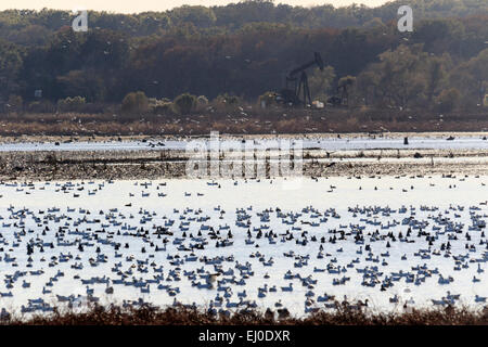 Chen Caerulescens, Hagerman, National, Wildlife, Zuflucht, Lake Texoma, Migration, Snow Goose, Vögel, Texas, USA, TX, USA Stockfoto