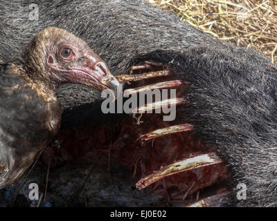 Tier, Kadaver, Carnivora, Leiche, tot, wilde Schwein, Hagerman, National, Wildlife, Zuflucht, Lake Texoma, Schwein, Überreste, Straße zu töten, Stockfoto