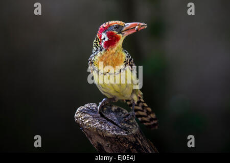 Dallas Zoo, rot gelb Barbet, Trachyphonus Erythrocephalus, Vogel Stockfoto